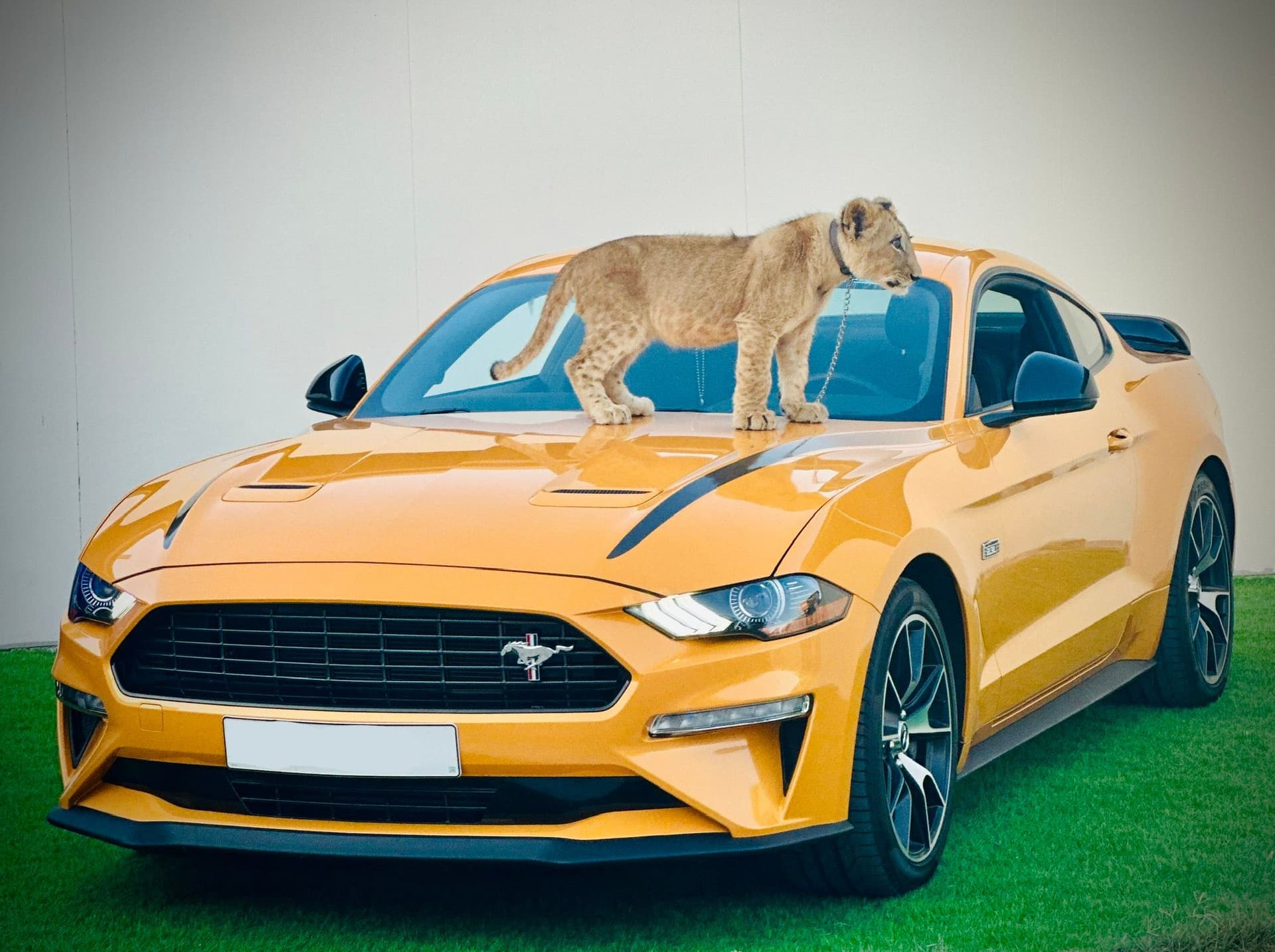 Exotic Pet Encounters in Dubai