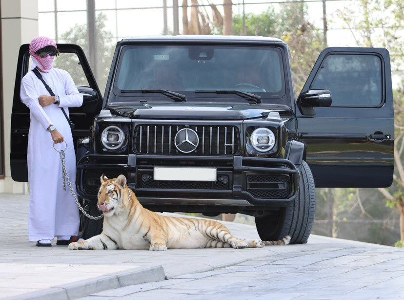Exotic Pet Encounters in Dubai